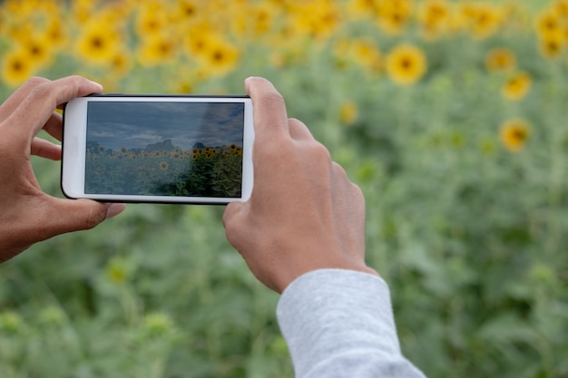 Passi con uno smartphone che prende la foto dei girasoli