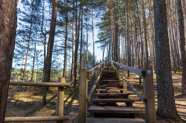 Passi in legno su un sentiero per passeggiate nella foresta