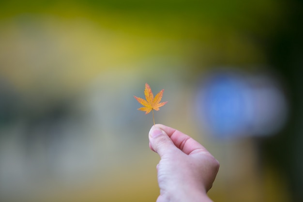 Passi la mostra delle foglie di acero rosse in parco a Tokyo, Giappone