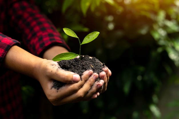 Passi la pianta della tenuta con il fondo della natura e del bokeh, salvi il mondo e l&#39;ambiente del mondo.