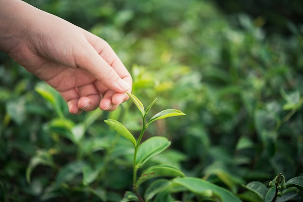 Passi la ragazza che seleziona la foglia di tè verde alla fattoria del tè