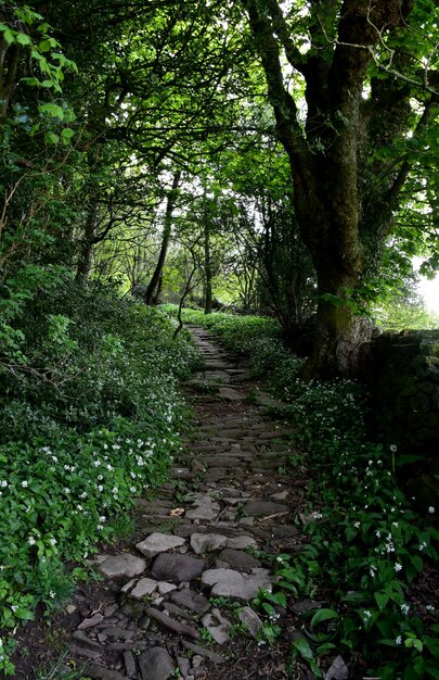 Passi per escursioni in pietra che si snodano attraverso la foresta