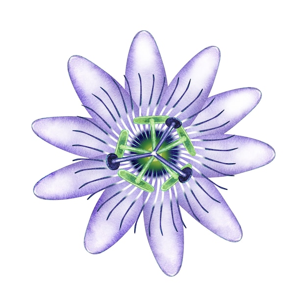 Passiflora dell'acquerello in fiore.