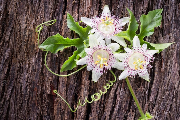 Passiflora fiore frutto della passione su fondo di legno