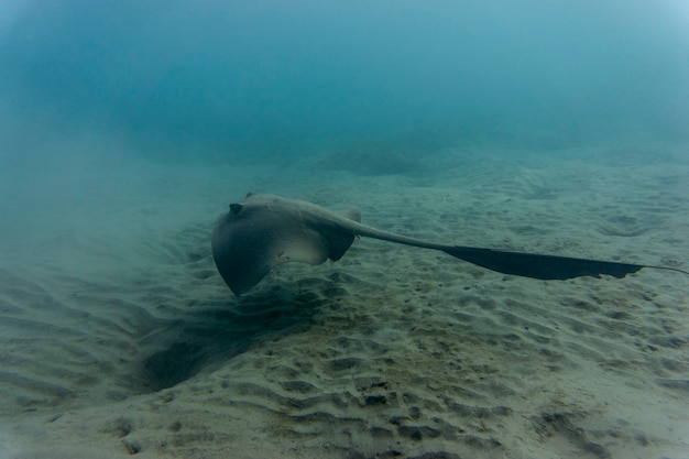 pastinachus sephen di razza coda di mucca nel mare