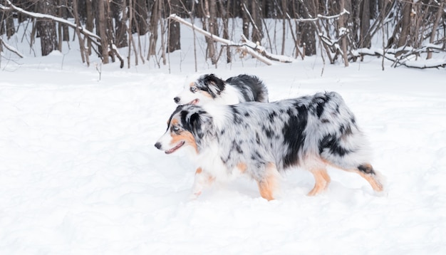 Pastore australiano di due giovani bei merle che corrono insieme nella foresta di inverno. Cane nella neve.