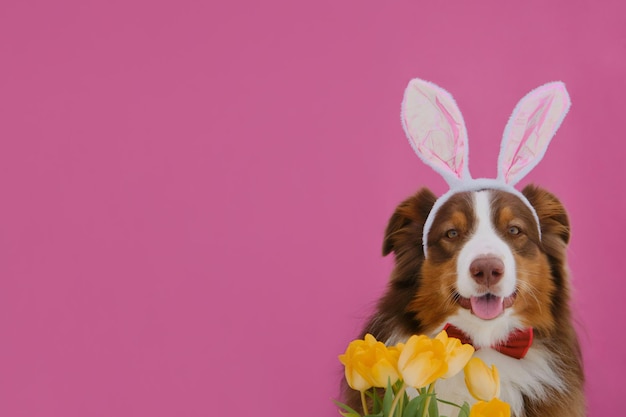 Pastore australiano marrone con orecchie da coniglio pasquale Cane con bouquet di tulipani gialli su rosa