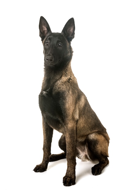 pastore belga malinois
