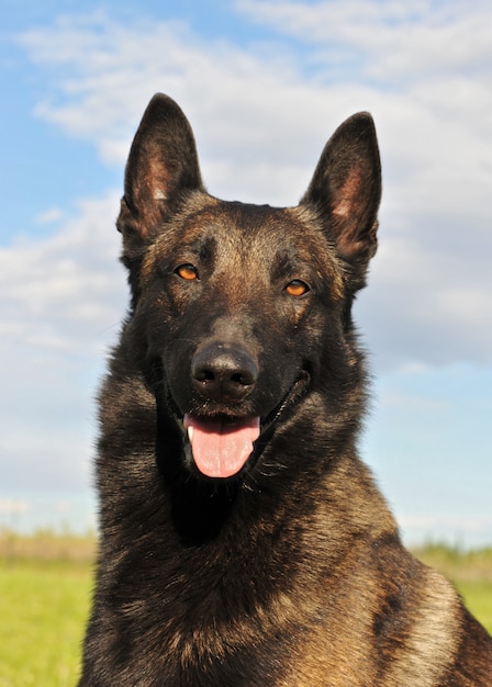 Pastore belga Malinois