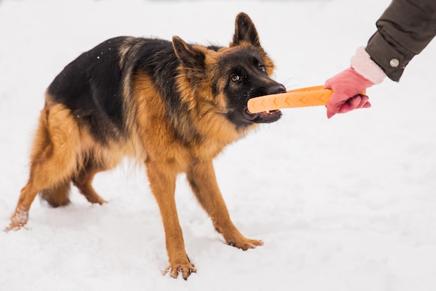 Pastore del Brown che gioca con il giocattolo rotondo giallo con l&#39;essere umano sulla neve in un parco.