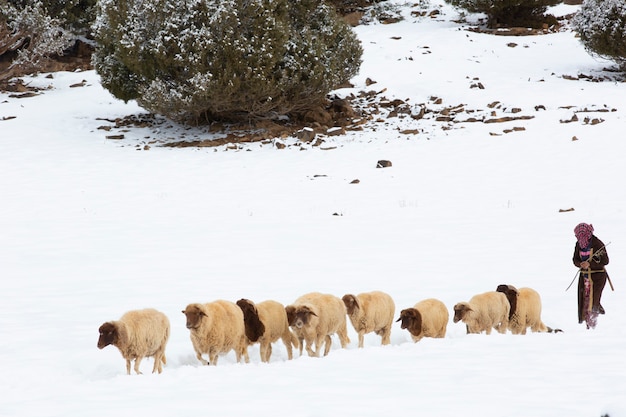 Pastore di pecore nelle montagne dell'Atlante Marocco