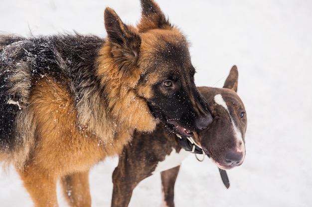 Pastore e bull terrier che giocano sulla neve in un parco. Cani di razza giocosi