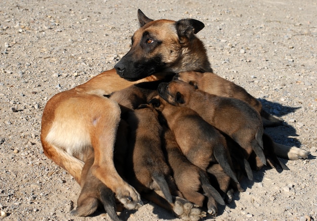 Pastore femmina e cuccioli