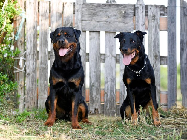 Pastore francese e rottweiler