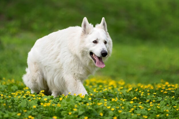 Pastore tedesco bianco nel prato estivo. Berger Blanc Suisse