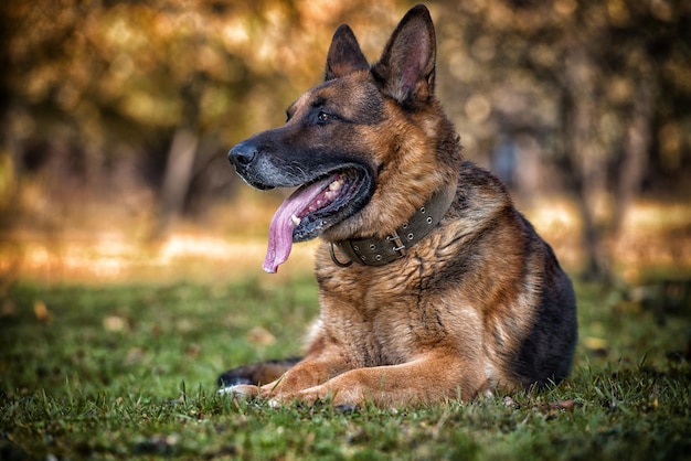 Pastore tedesco cane poliziotto alsaziano