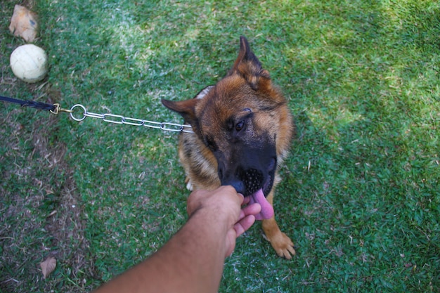 Pastore tedesco con un allenatore, concorso per cani