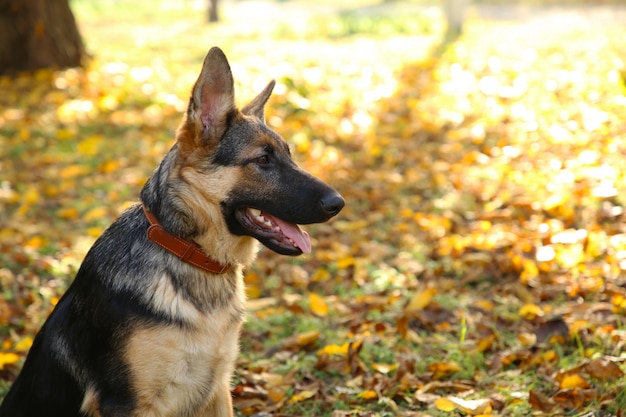 Pastore tedesco nel parco d'autunno. Cane nella foresta