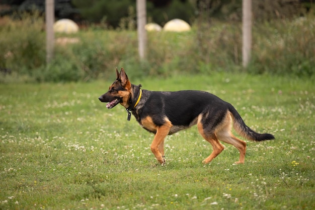 Pastore tedesco. Quattro zampe. Cane di razza. Cane grande. Addestramento del cane. Un animale domestico intelligente. Un vero amico.