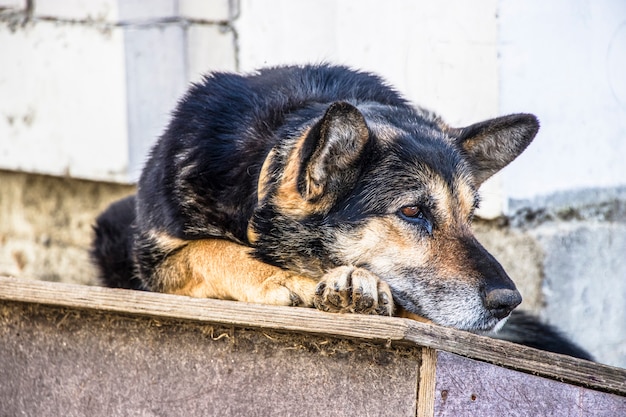 Pastore tedesco. Un cane molto triste sta aspettando il suo proprietario. Cane da guardia solitario su una catena. Il concetto di solitudine. Hachiko.