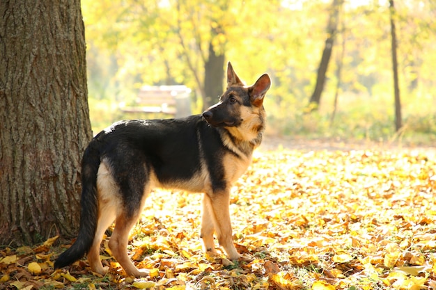 Pastore tedesco vicino all'albero nel parco di autunno. Cane nella foresta