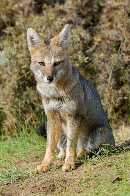 Patagonia Gray Fox , Penisola Valdes, Patagonia Argentina