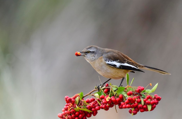 Patagonia Mockingbird Patagonia Argentina