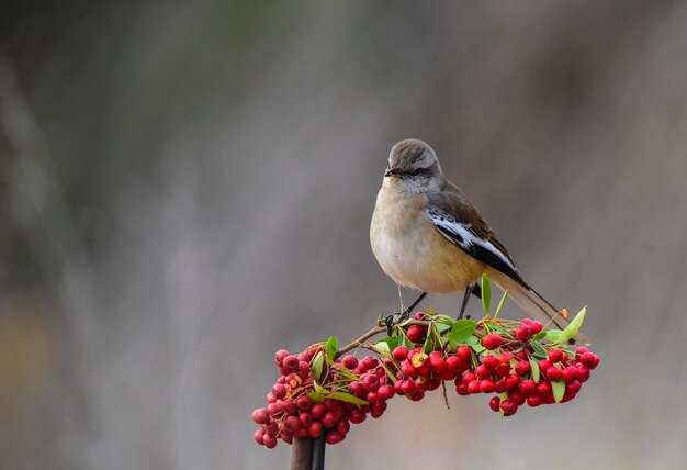 Patagonia Mockingbird Patagonia Argentina