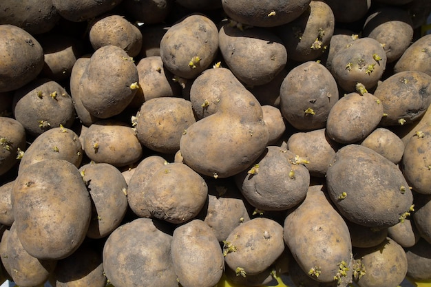 Patate alla luce del sole con occhi germogliati preparate per la semina