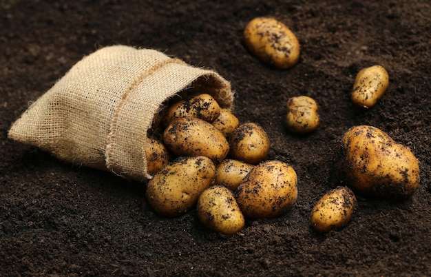 Patate appena raccolte in terra con sacco di juta