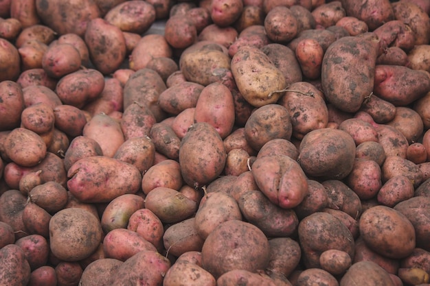 Patate appena raccolte Raccolta in azienda