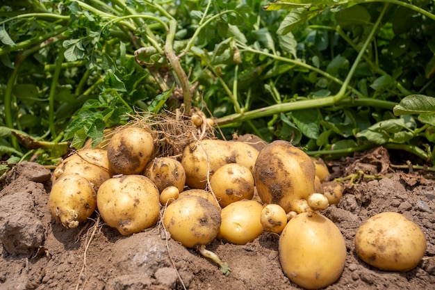 Patate biologiche fresche nel campo. Foto di concetto di agricoltura.