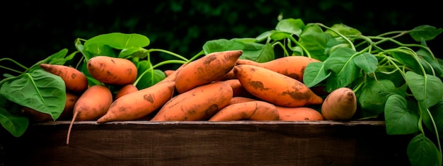 patate dolci in una scatola in giardino Focalizzazione selettiva