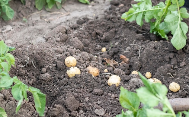 Patate fresche biologiche a terra in un campo in una giornata estiva Raccolta delle patate dal terreno