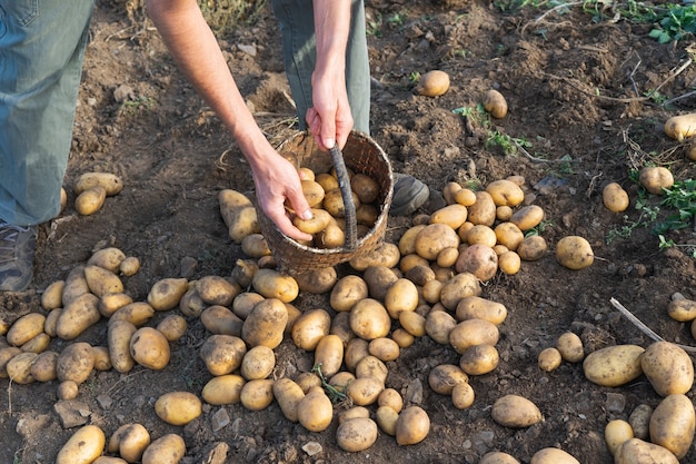 Patate fresche da terra. Uomo che raccoglie patate. Agricoltura.