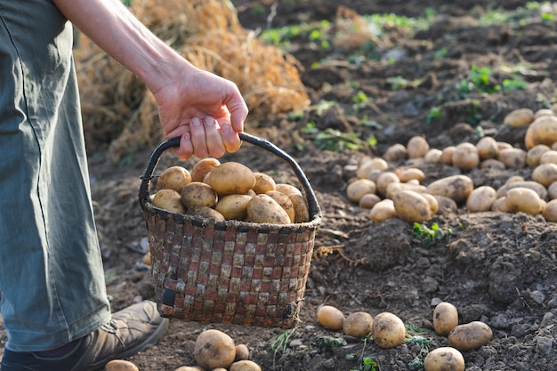 Patate fresche da terra. Uomo che raccoglie patate. Agricoltura.