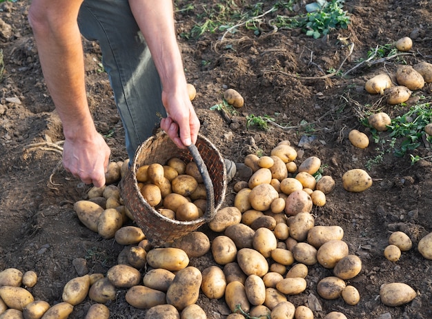 Patate fresche da terra. Uomo che raccoglie patate. Agricoltura.