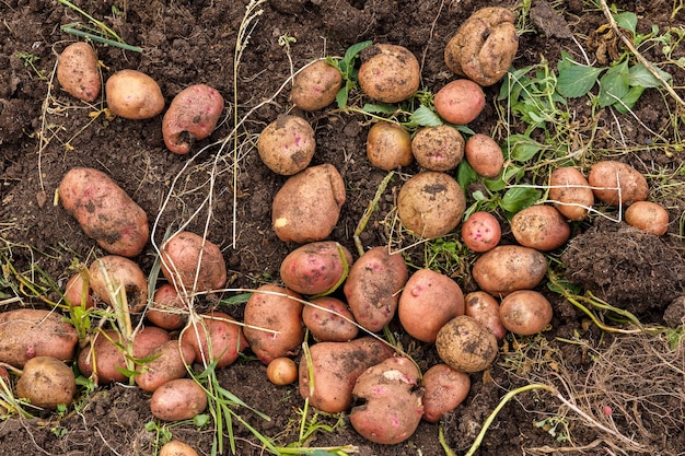 Patate fresche in campo