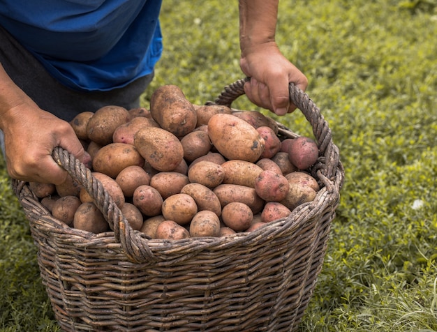 Patate Fresche In Cestino Di Vimini In Legno A Terra. Patate da Raccolto Stagionale