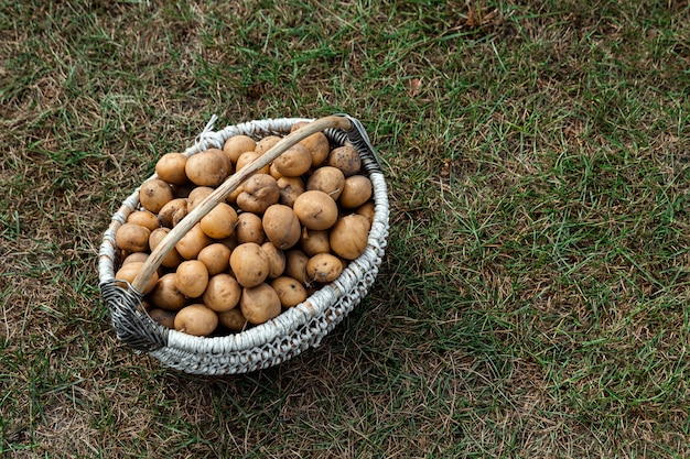 Patate fresche in un cestino sull'erba, verdure organiche. Il concetto di giardino, cottage, raccolto.