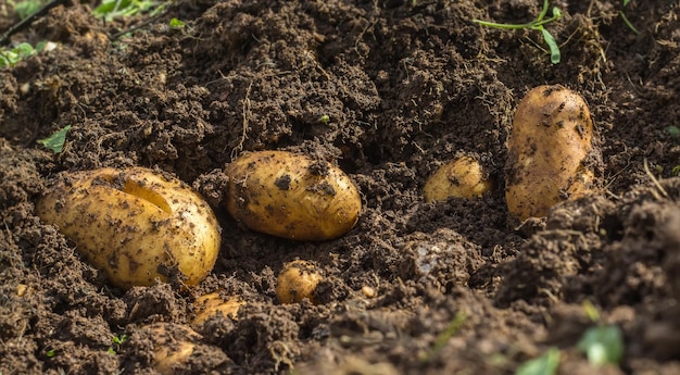 Patate fresche nel terreno