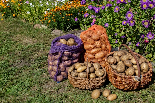 Patate fresche organiche, raccolta.