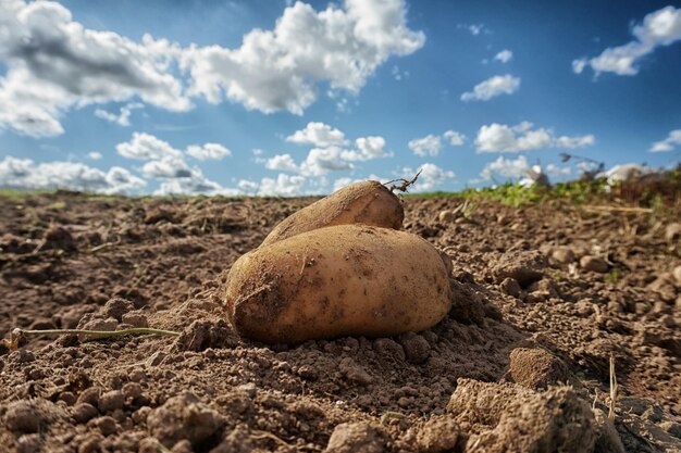 Patate fresche raccolte sul campo sporco dopo il raccolto presso l'azienda agricola biologica di famiglia Cielo blu e nuvole