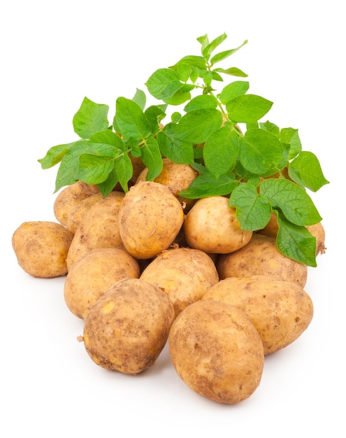 Patate gialle con foglie su un bianco