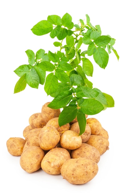 Patate gialle con foglie su un bianco