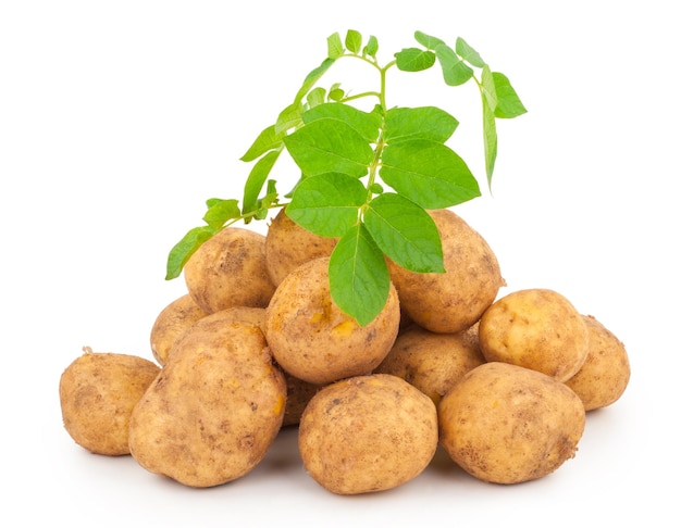 Patate gialle con foglie su un bianco