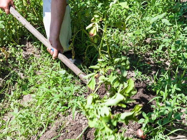 Patate giovani di raccolta contadina in giardino