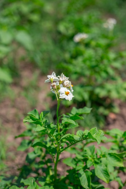 Patate in fiore nel campo. Giardinaggio e agricoltura. Verdure in crescita.