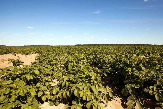 Patate nel campo - il solco su cui crescono patate verdi, estate, cielo blu