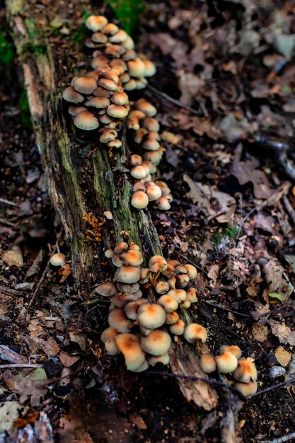 Patch di funghi